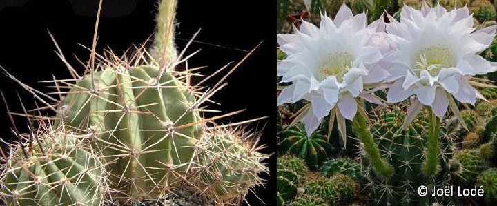 Echinopsis sp JL04-864